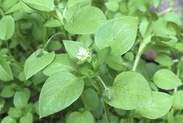 Chickweed-UW-Madison_Fall-Applied.png