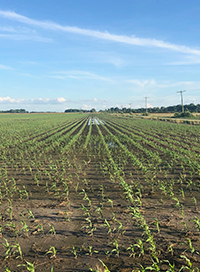 IMG_cornfield-rows-midday_1_beauty_200x272.jpg