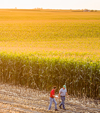 IMG_cornfield-sunset_1_beauty_200x272.jpg