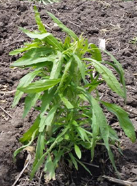 IMG_marestail_nebraska_1_beauty_200x272.jpg