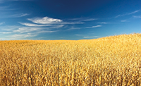 IMG_mature-wheat-field-200x.png