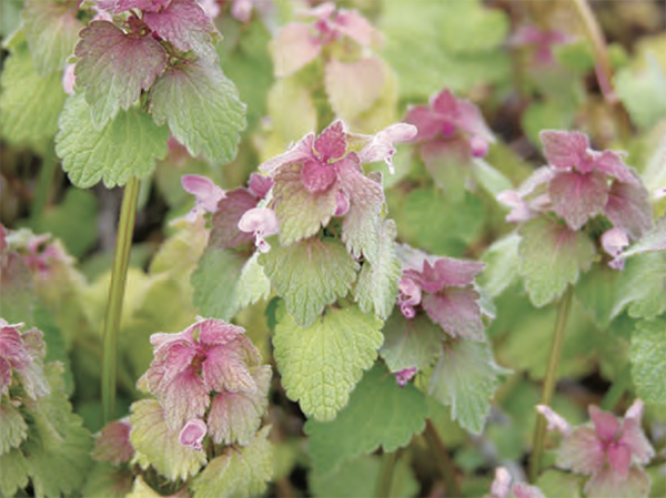 Purple-deadnettle-Purdue_Fall-Applied.png