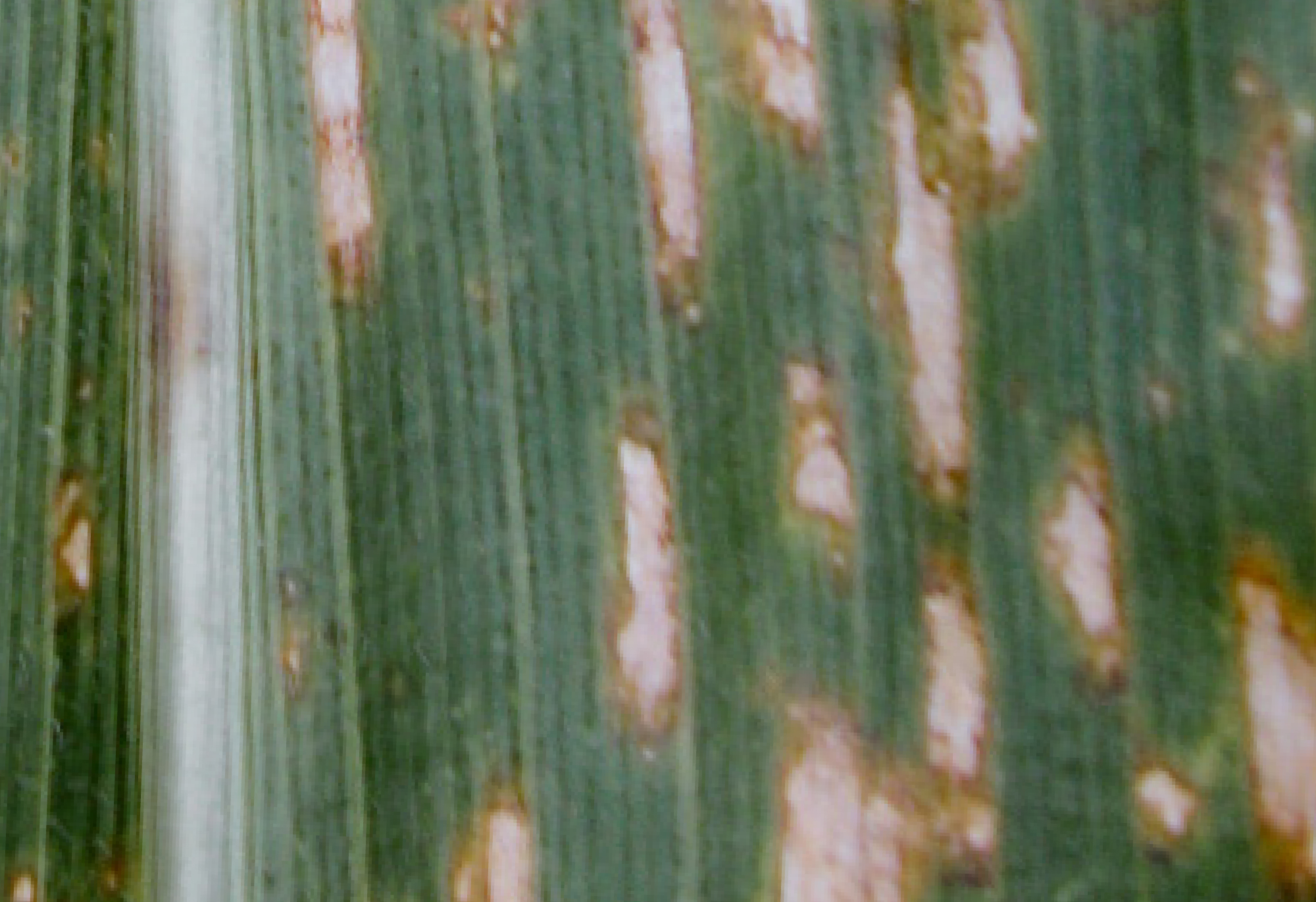 gray leaf spot