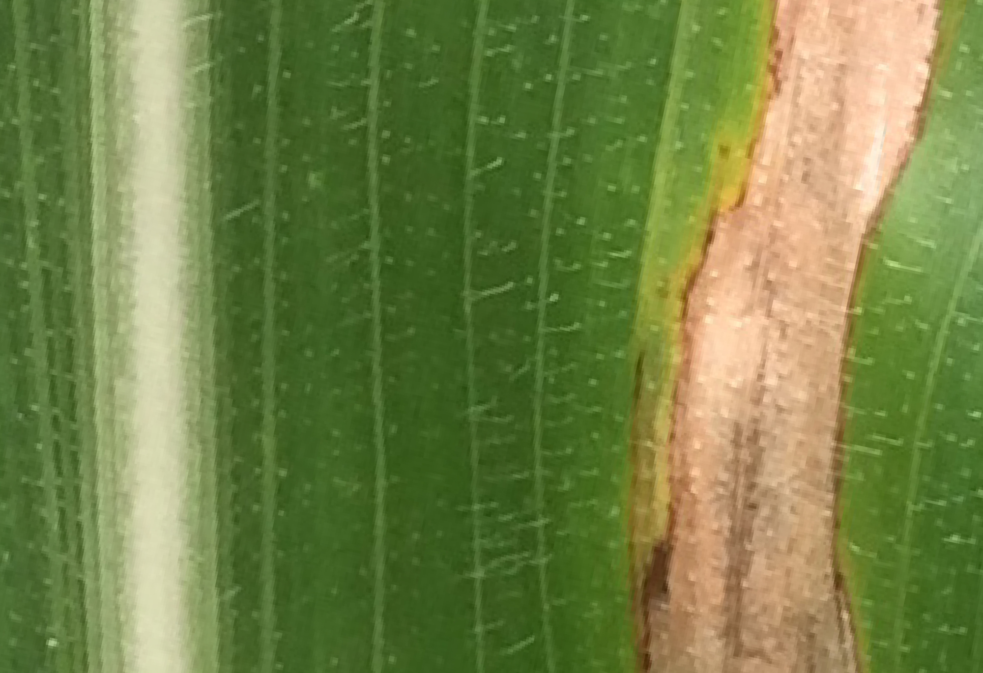 northern corn leaf blight