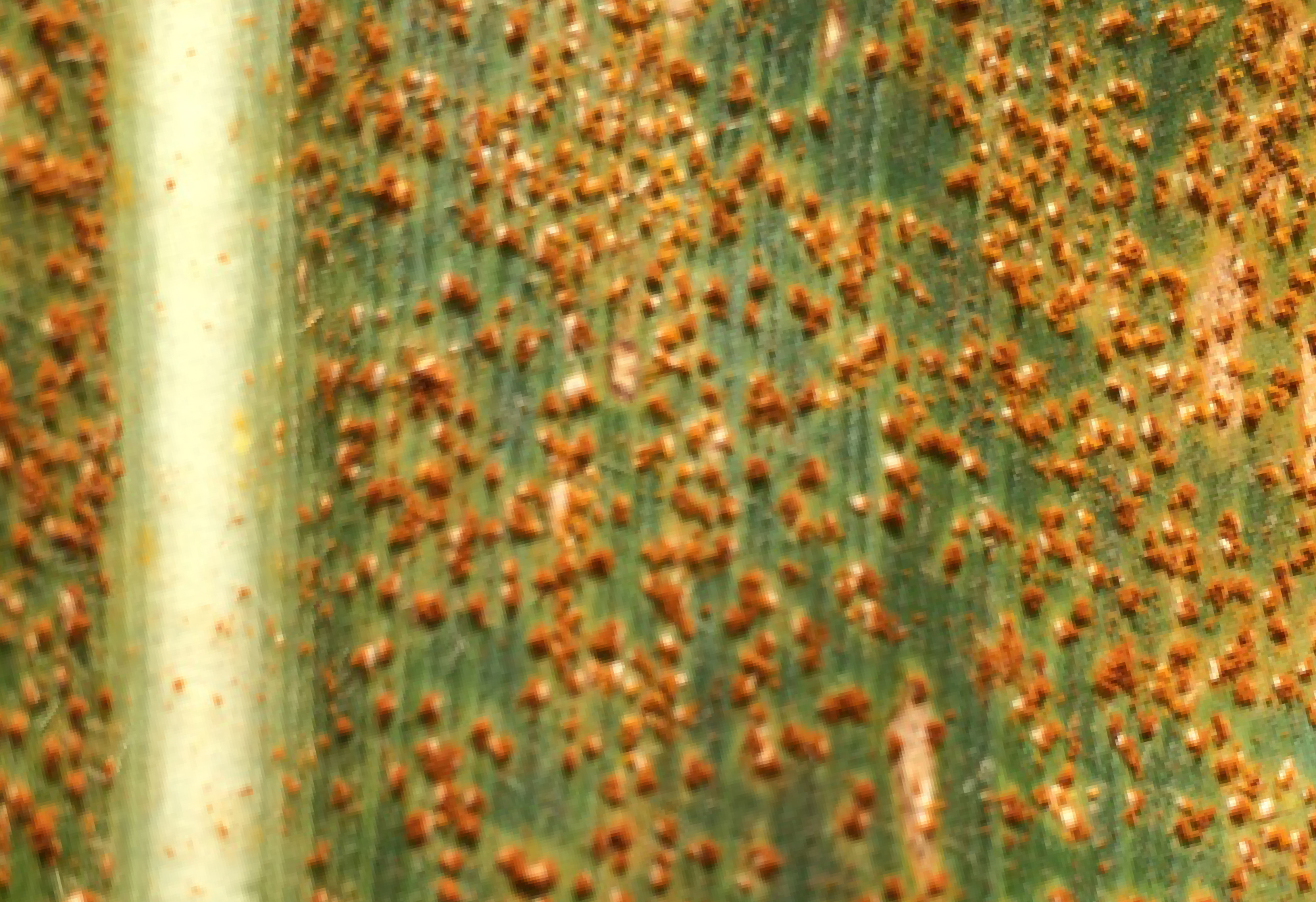 southern rust