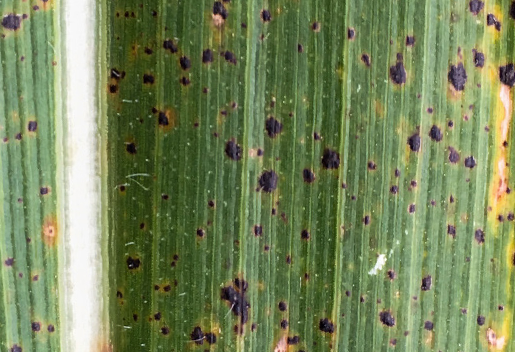 tar spot