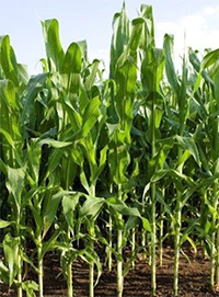 healthy corn field image