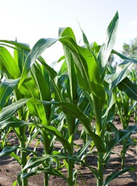 corn plant in field image