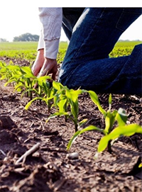 agronomist scouting field image