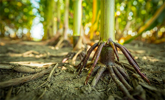 corn plant root system with nitrogen stabilizers