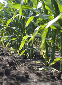 corn field nitrogen stabilizer fertilizer image