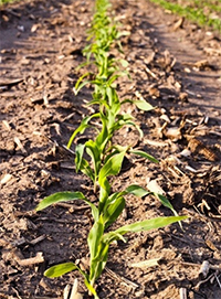 early season corn field image