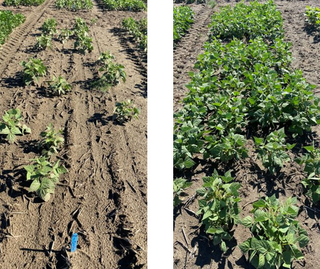 Pinto bean field trial in Pasco, Wash., with seedcorn maggot pressure.