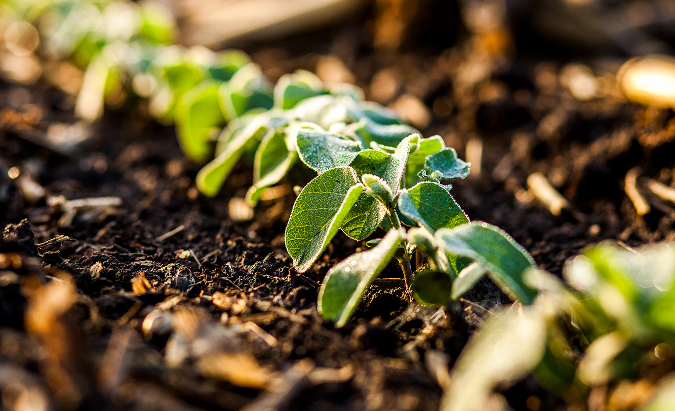 Soybean Seed Treatments | Early soybean field