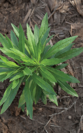 Marestail-in-field-200x271.png