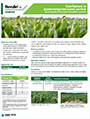 Revulin® Q herbicide fact sheet image