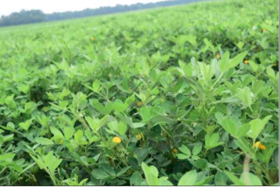 peanut field