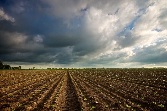 clean crop field